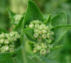 Herbs for neuropathy